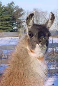 Pricila the Llama